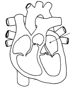 heal sb-1-The Heart and Functionsimg_no 644.jpg